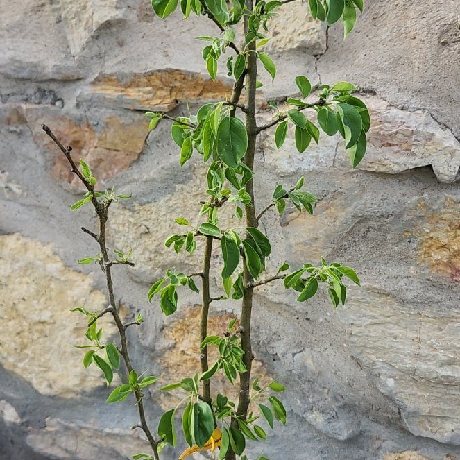 Photo of the plant species Moonglow Pear Tree by @WiredMarigold named Rihanna on Greg, the plant care app