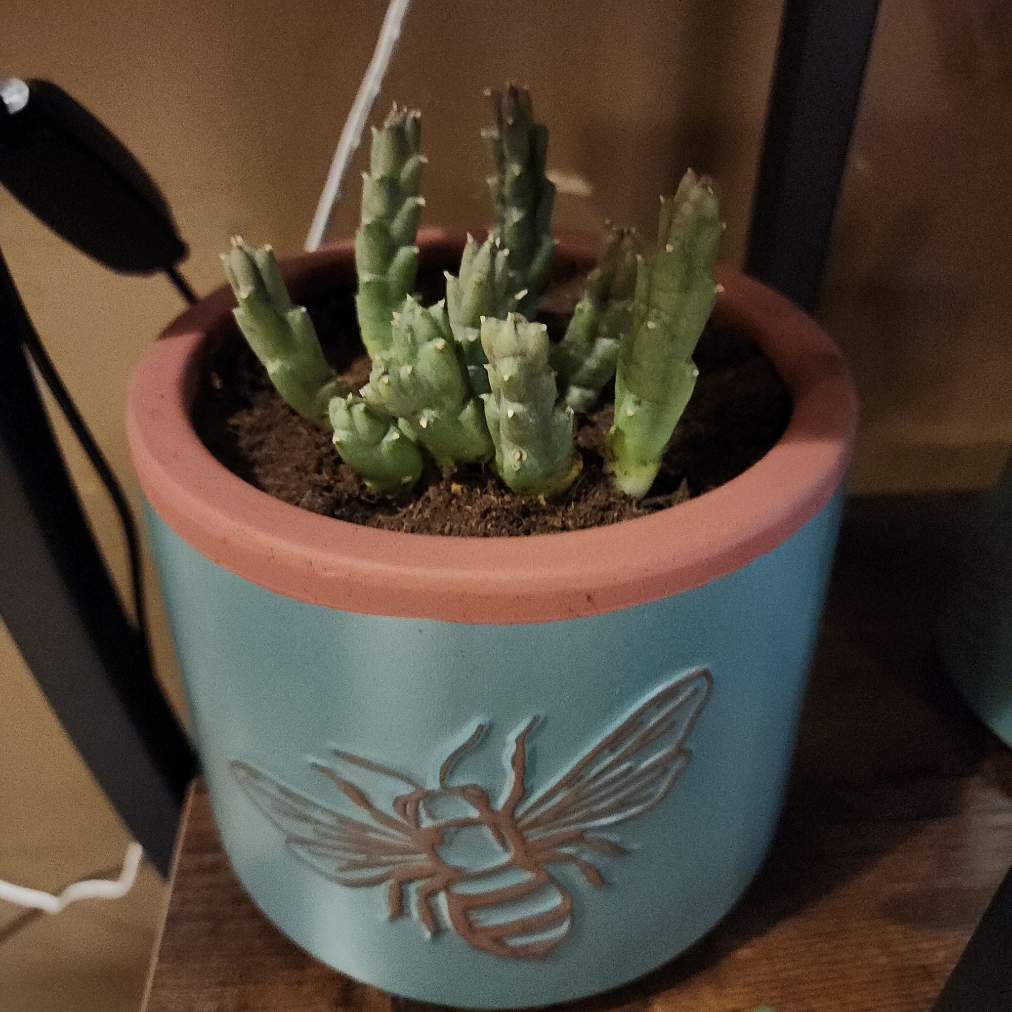 Photo of the plant species Huernia recondita by @SalientAgboy named Gomez on Greg, the plant care app