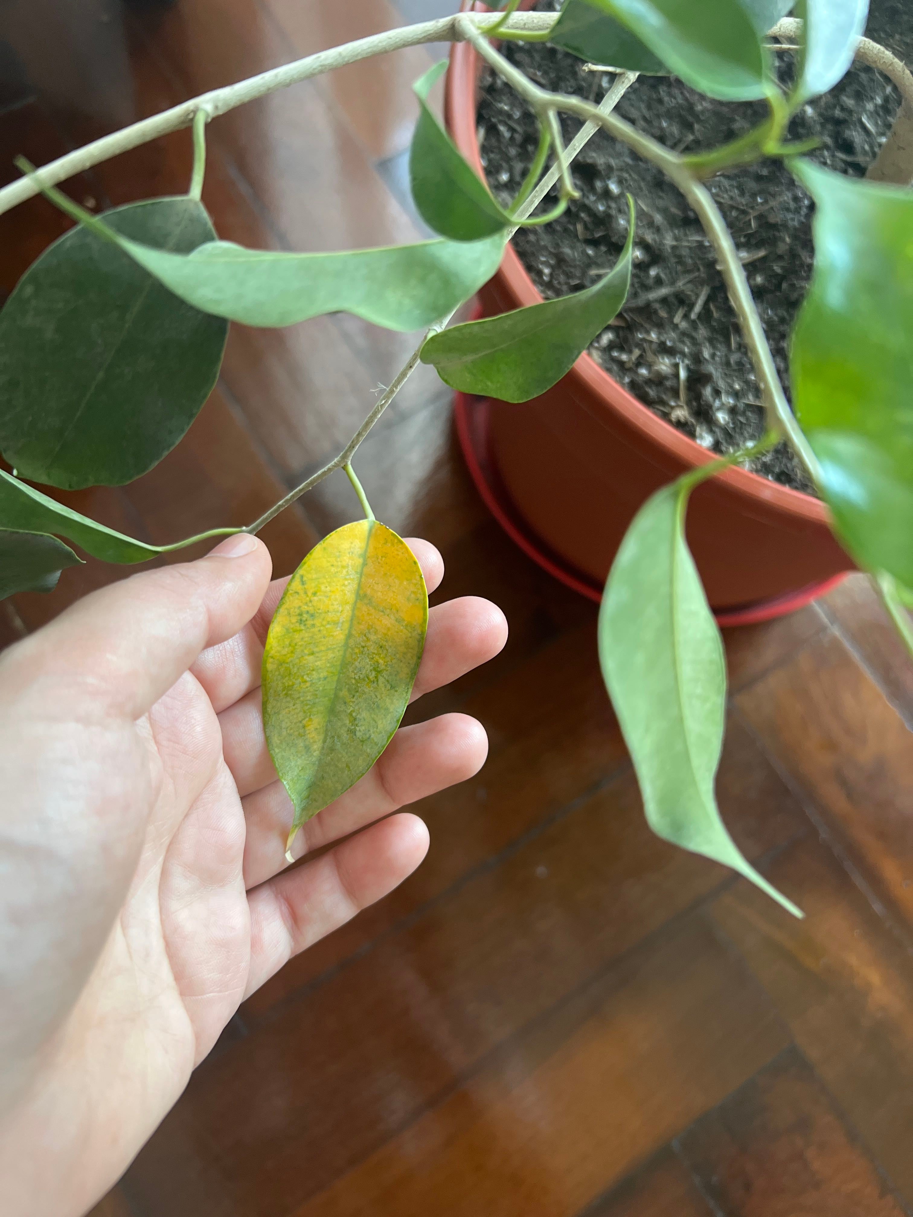 10 Benefits of Having a Weeping Fig