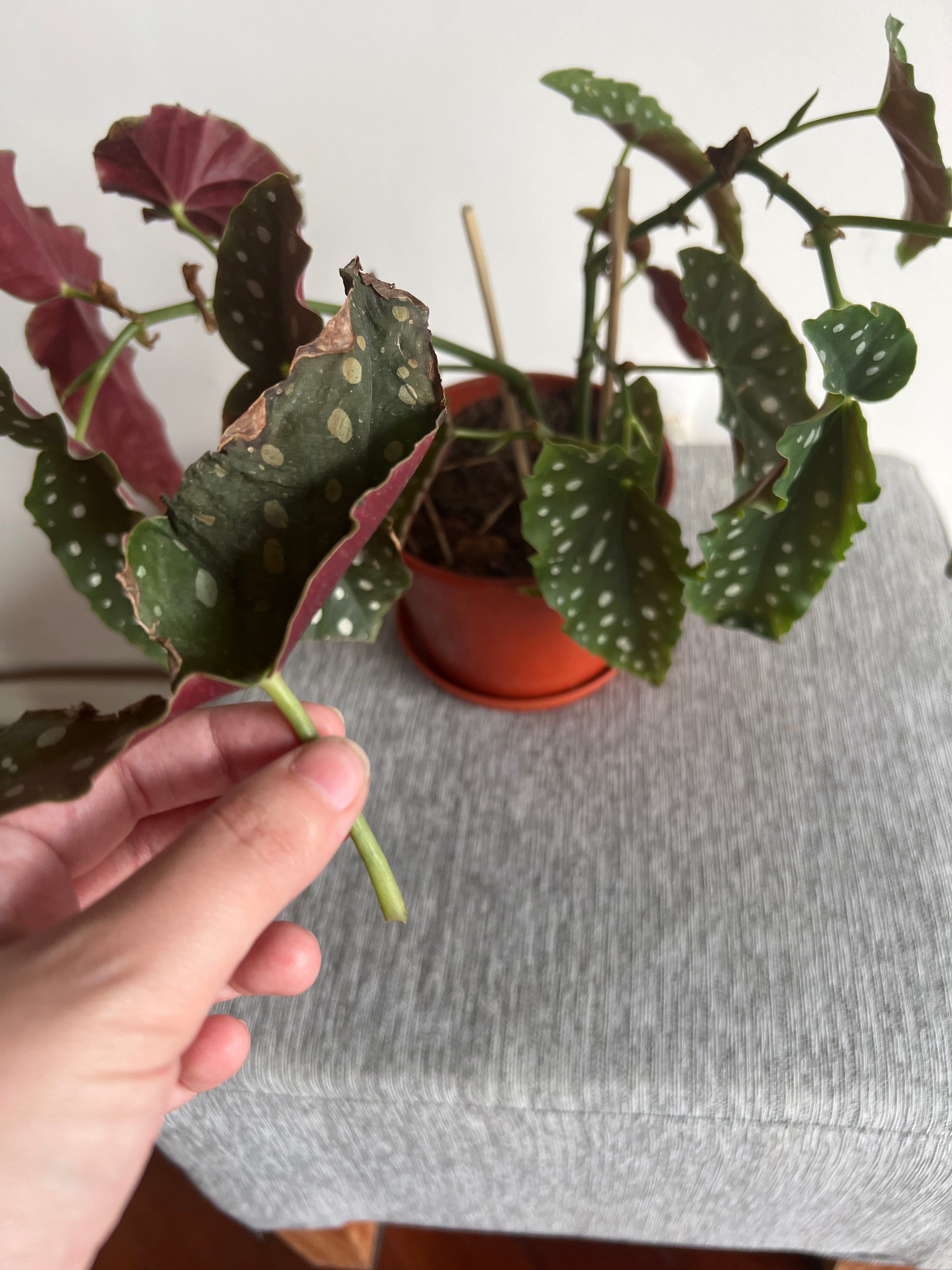 💃 Why Are My Polka Dot Begonia Leaves Falling Over?