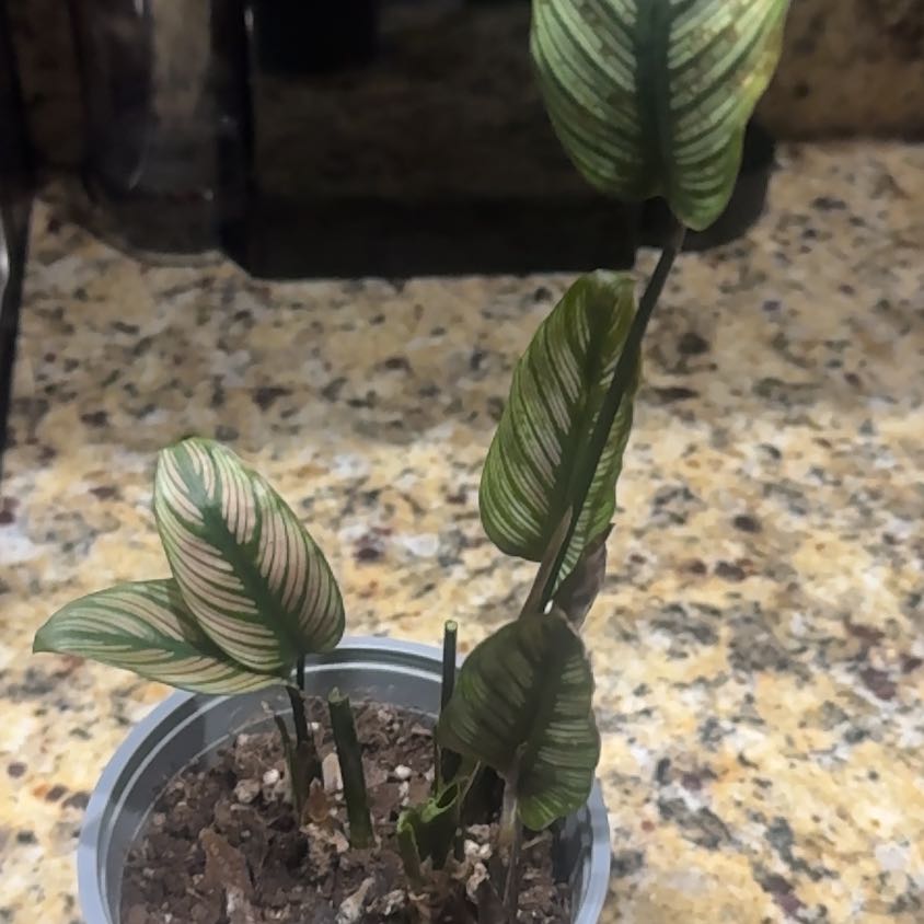 Photo of the plant species White Star by @FearlessBorage named Ulysses S Plant on Greg, the plant care app
