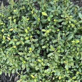 Photo of the plant species Box-Leaved Holly by @PaternalCashew named Duke on Greg, the plant care app