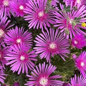 Photo of the plant species Drosanthemum Floribundum by @PaternalCashew named Plato on Greg, the plant care app