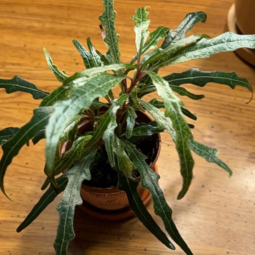 Photo of the plant species Twilight Orchid by @SturdyLippia named Twilight Orchid on Greg, the plant care app