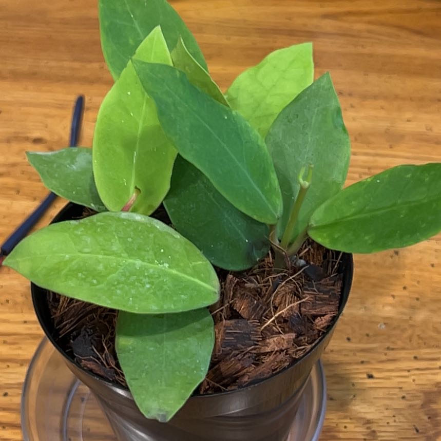 Photo of the plant species Hoya Patricia by @SturdyLippia named Rosa on Greg, the plant care app