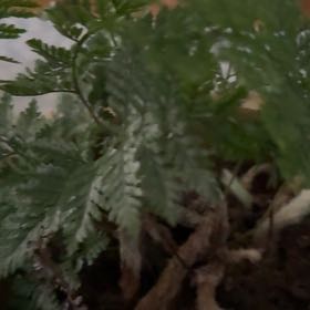 Photo of the plant species Parapolystichum microsorum by @SirAmazonlily named Huckleberry Fern on Greg, the plant care app