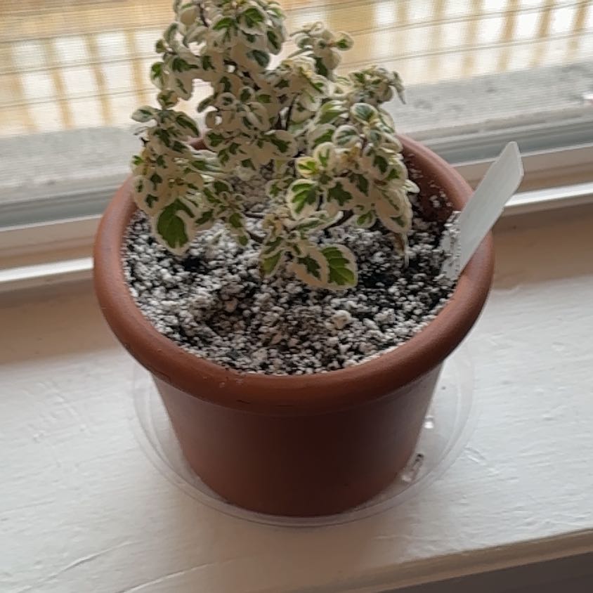 Photo of the plant species Hemizygia candy kisses by @SirAmazonlily named Forrest on Greg, the plant care app