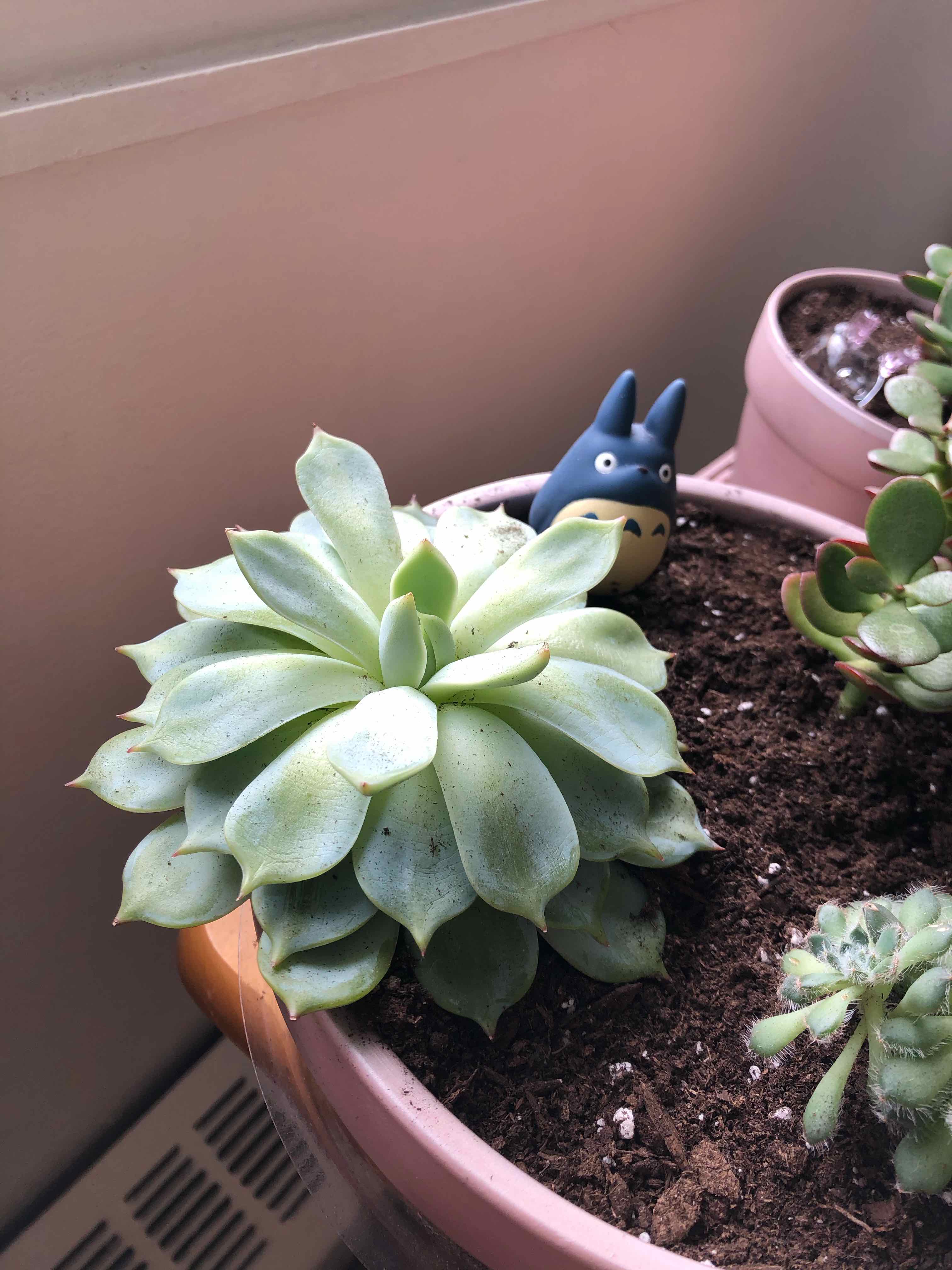 Blue Echeveria plant in a pot with visible soil and a small figurine.