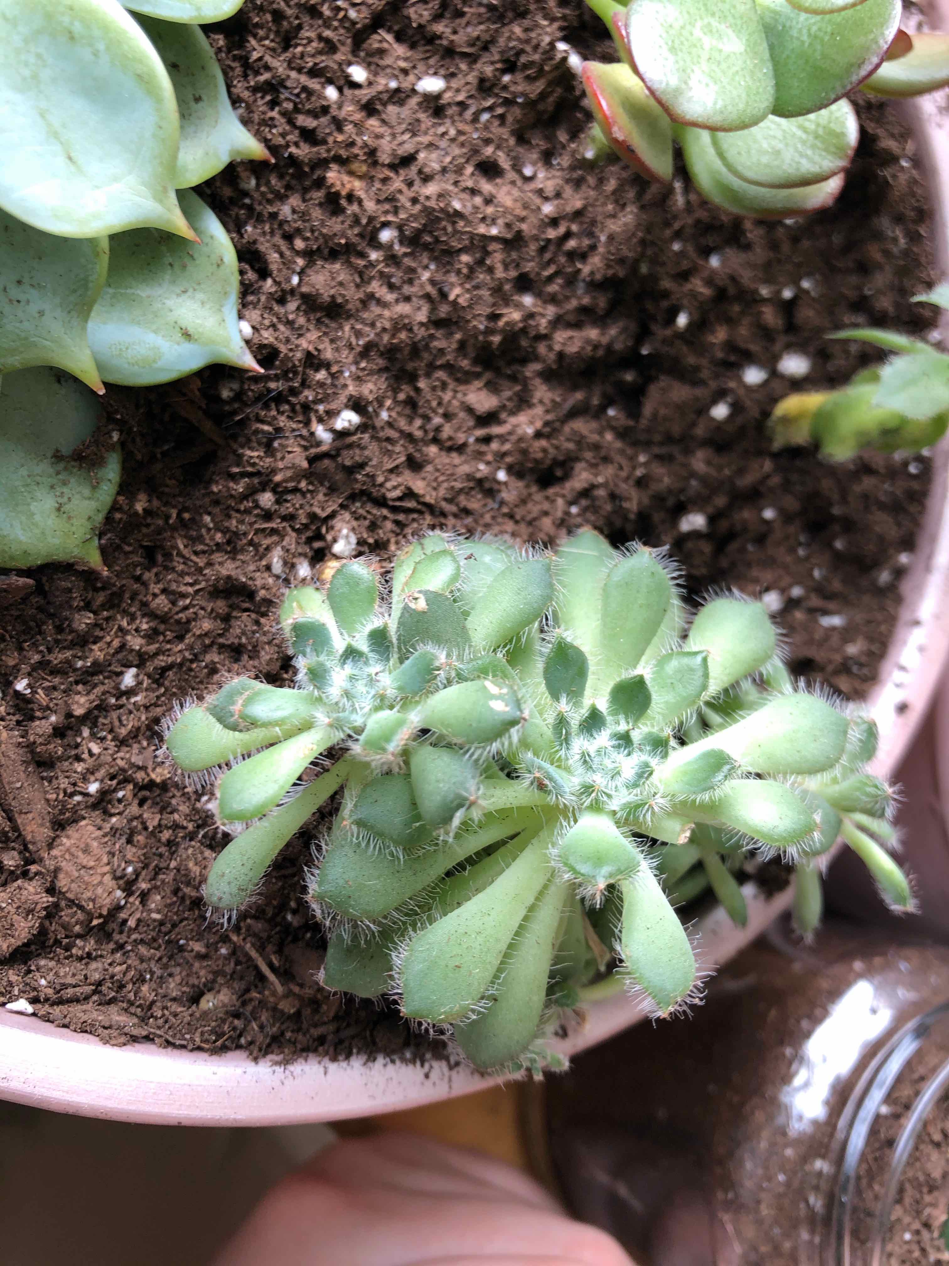 Mexican Firecracker succulent in a pot with visible soil, appears healthy.