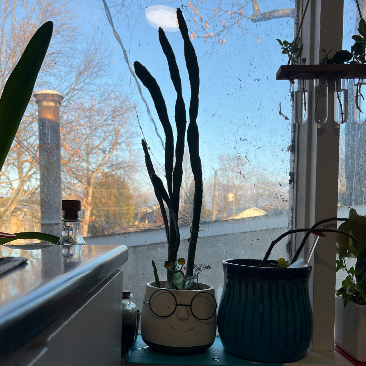 Drooping Prickly Pear plant photo by @Sunflower_Sam named Kuzko on Greg, the plant care app.