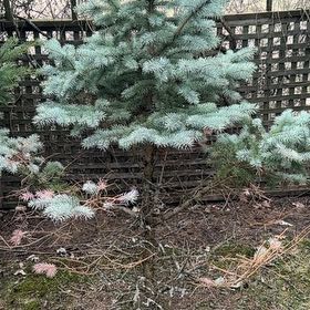 Photo of the plant species Blue Spruce by @Sunflower_Sam named Sherlock on Greg, the plant care app