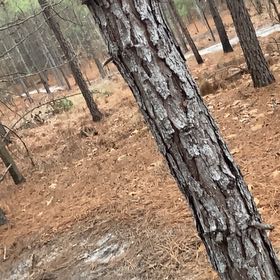 Photo of the plant species Afghan Pine by @LuckyAnthemis named Athena on Greg, the plant care app