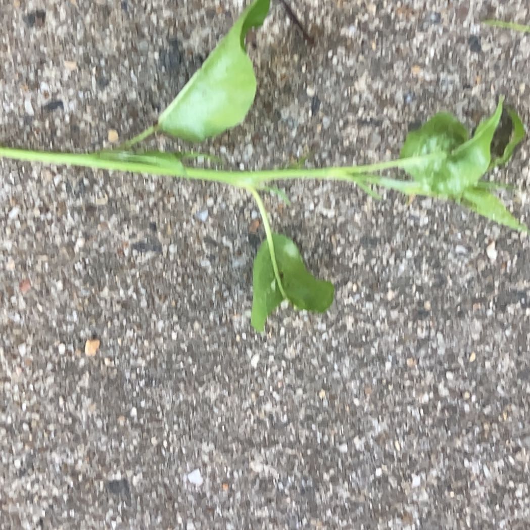 Photo of the plant species Wavyleaf Basketgrass by @LuckyAnthemis named Anne on Greg, the plant care app