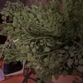 Photo of the plant species Wall-Rue by @SupernalCobnut named Muhammad Ali on Greg, the plant care app