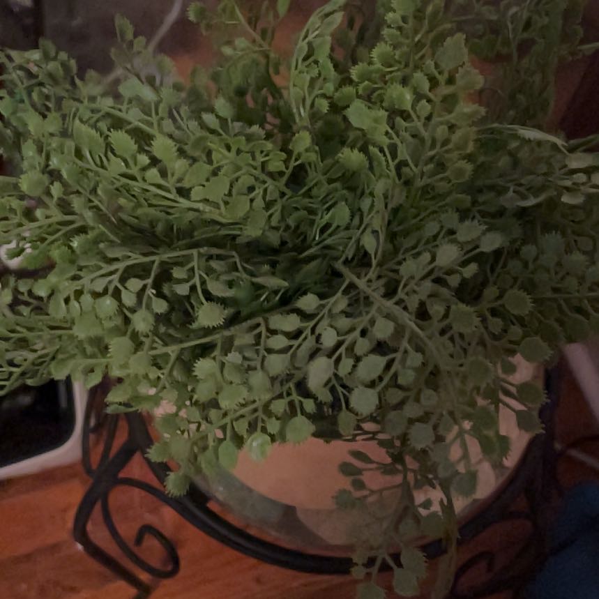 Photo of the plant species Wall-Rue by @SupernalCobnut named Oscar on Greg, the plant care app