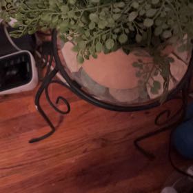 Photo of the plant species Wall-Rue by @SupernalCobnut named Sanders on Greg, the plant care app