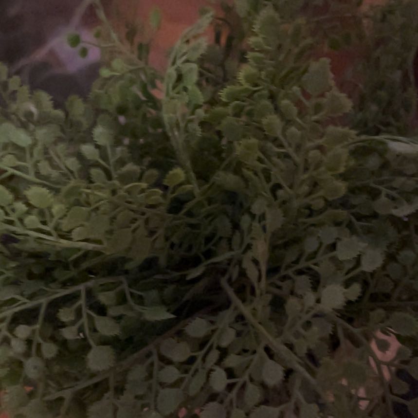 Photo of the plant species Wall-Rue by @SupernalCobnut named Delilah on Greg, the plant care app