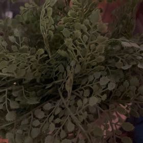 Photo of the plant species Wall-Rue by @SupernalCobnut named Mollie on Greg, the plant care app