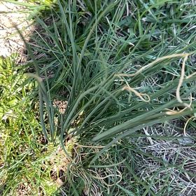 Photo of the plant species Crow Garlic by @SupernalCobnut named Hamilton on Greg, the plant care app