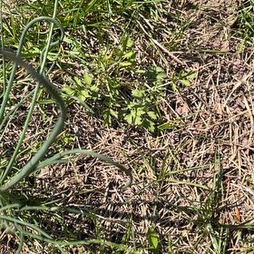 Photo of the plant species Crow Garlic by @SupernalCobnut named Maya on Greg, the plant care app