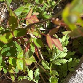 Photo of the plant species Smooth Rose by @SupernalCobnut named Athena on Greg, the plant care app