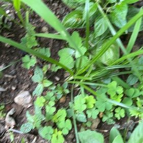Photo of the plant species Mint by @SupernalCobnut named Elina on Greg, the plant care app