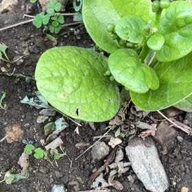 Photo of the plant species Basella Alba by @SupernalCobnut named Sol on Greg, the plant care app