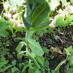 Photo of the plant species Oil Lettuce by @SupernalCobnut named Peter Parker on Greg, the plant care app