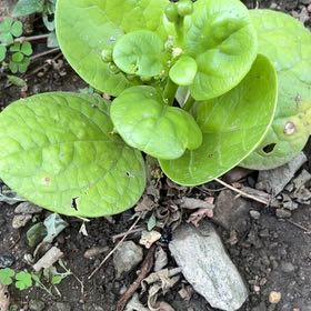 Photo of the plant species Basella Alba by @SupernalCobnut named Kesha on Greg, the plant care app