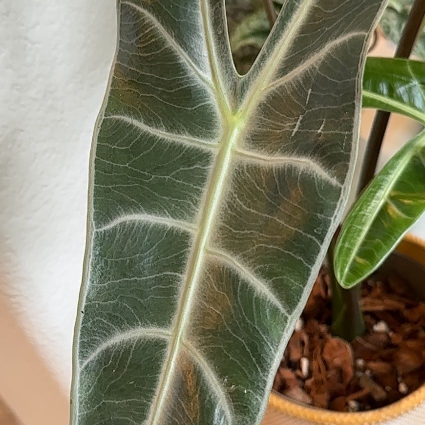 Close-up of a healthy Alocasia longiloba leaf with prominent veins.