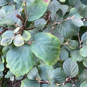 Photo of the plant species Common Filbert by @StaunchBlueech named Marilyn on Greg, the plant care app