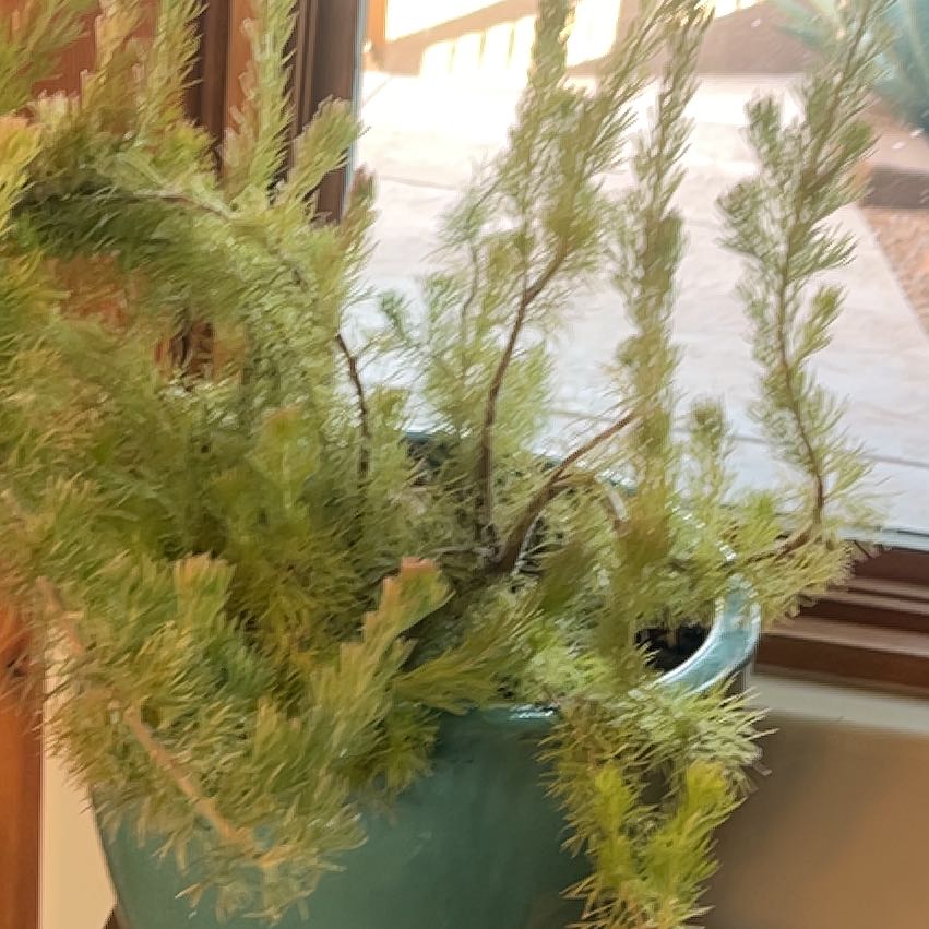 Photo of the plant species Albany Woollybush by @DirectorFanmoss named Zeus on Greg, the plant care app