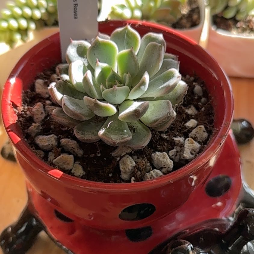 Photo of the plant species Echeveria texensis by @TotalEncina named Bieber on Greg, the plant care app
