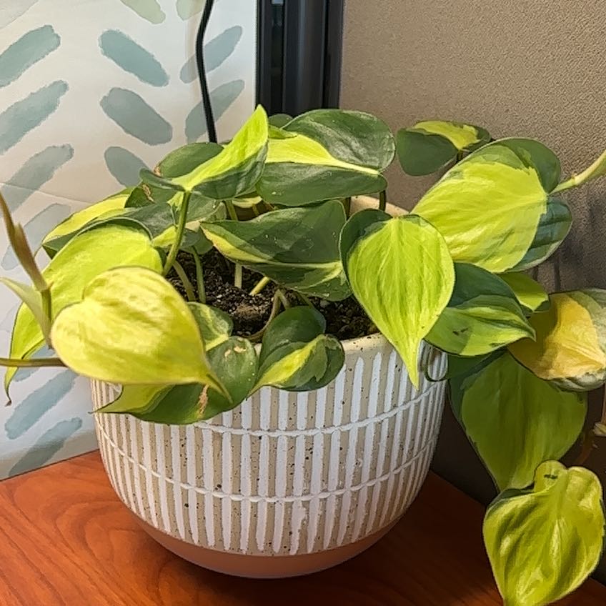 Photo of the plant species Brazil Philodendron by @AlluringFrithia named Bean on Greg, the plant care app