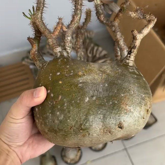 Photo of the plant species Pachypodium Gracilius by @MightilyFlatpea named Messi on Greg, the plant care app