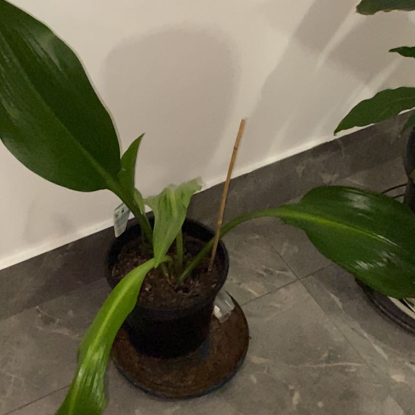 Photo of the plant species Amazon Lily by @TotalMinikitty named Harper on Greg, the plant care app