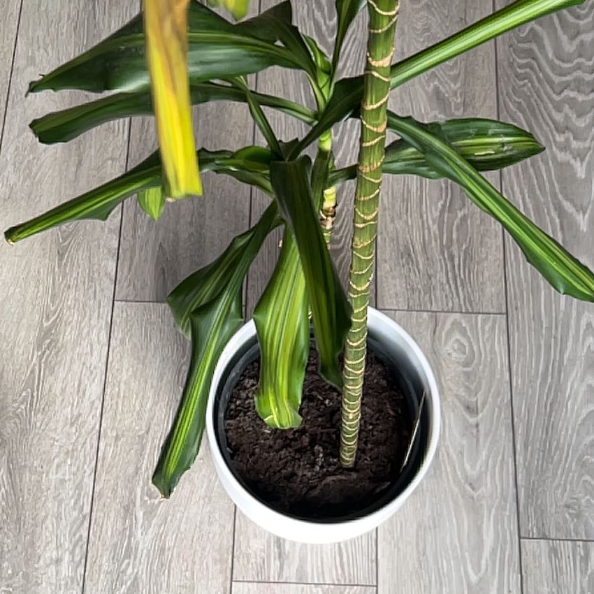 Dracaena 'Sted Sol Cane' plant in a white pot with some yellowing leaves.