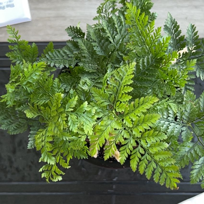 Photo of the plant species Davallia Fern by @SugarKudulily named Harper on Greg, the plant care app