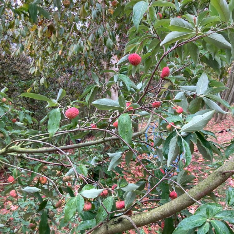 Kousa Dogwood plant with red fruit and healthy green leaves.
