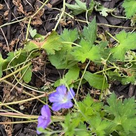 Photo of the plant species Woolly Geranium by @AlwaysAnise named Messi on Greg, the plant care app