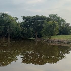 Photo of the plant species Bald Cypress by @SaintlyFivespot named Dolores on Greg, the plant care app