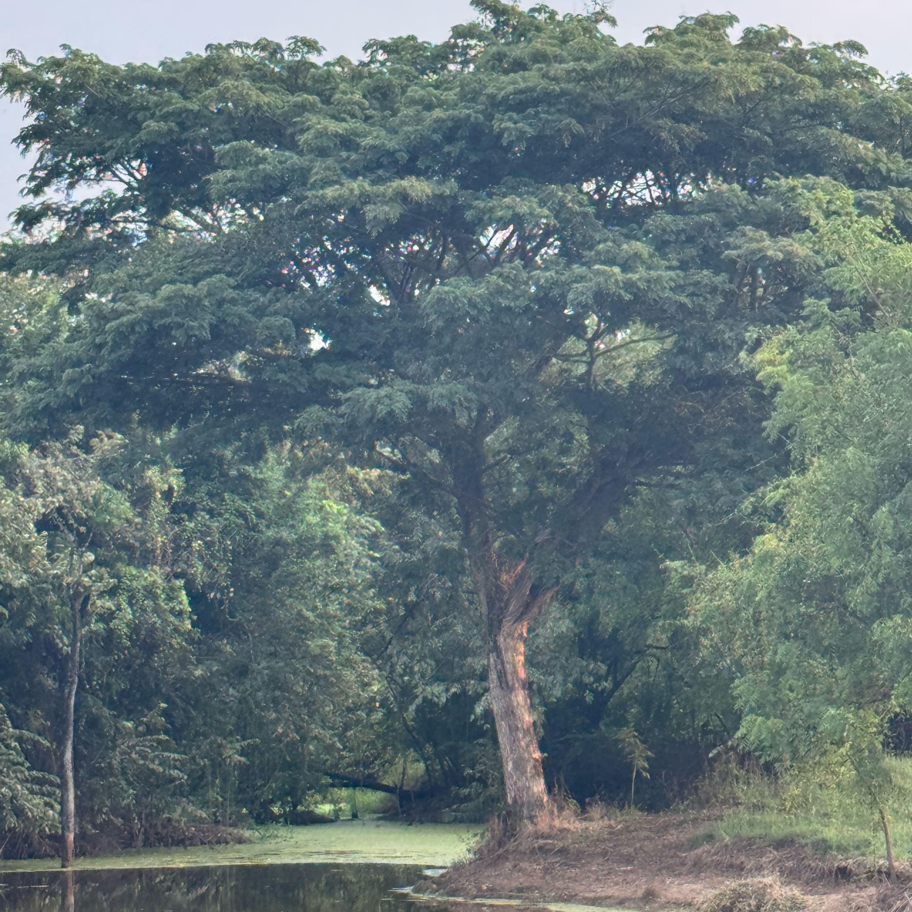 Photo of the plant species Kapok Tree by @SaintlyFivespot named Sherlock on Greg, the plant care app
