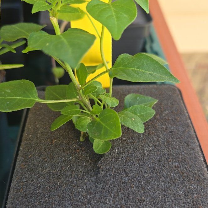 Photo of the plant species Chile Penguin by @PetPoisonbulb named Tepin on Greg, the plant care app