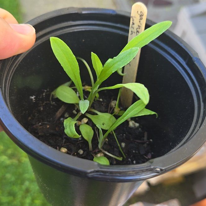 Photo of the plant species Bachelor Button by @PetPoisonbulb named Kesha on Greg, the plant care app
