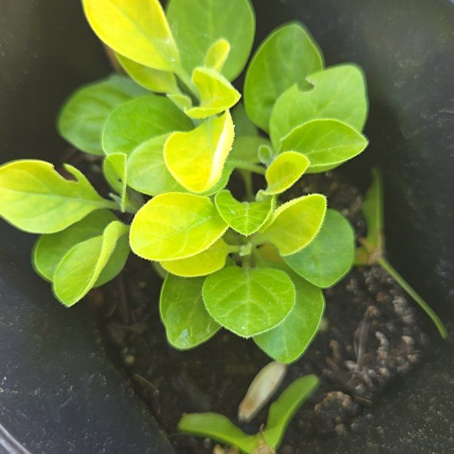 Photo of the plant species Ashwagandha by @PetPoisonbulb named Demi on Greg, the plant care app