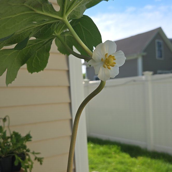 Photo of the plant species Mayapple by @PetPoisonbulb named Nithin on Greg, the plant care app