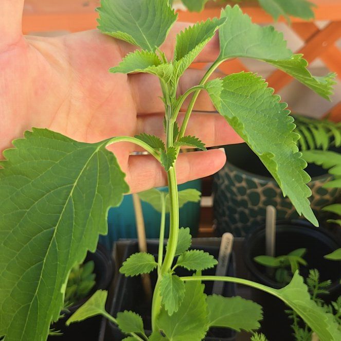 Photo of the plant species Lion's Ear by @PetPoisonbulb named Emerson on Greg, the plant care app