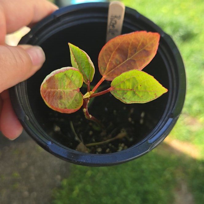 Photo of the plant species Roselle by @PetPoisonbulb named Winston on Greg, the plant care app