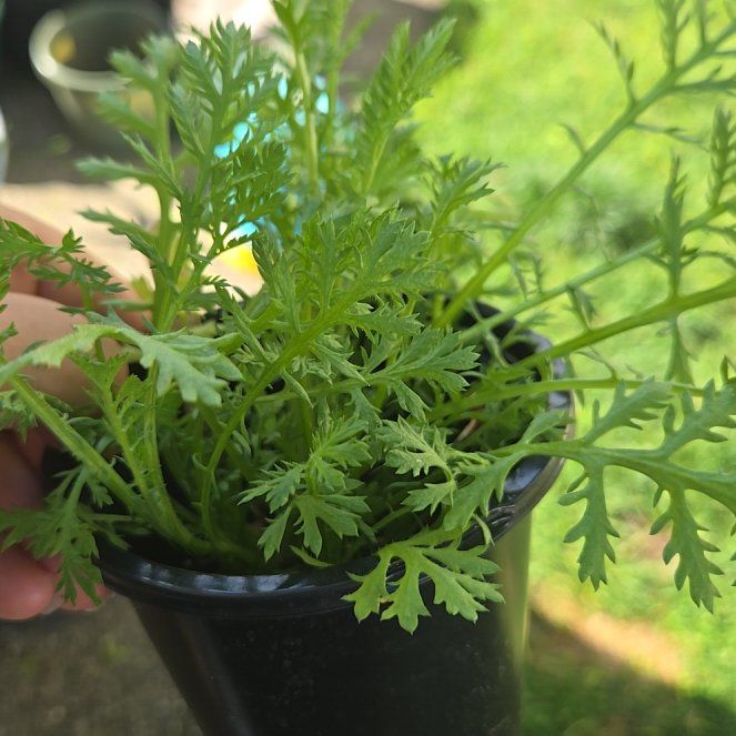 Photo of the plant species Golden Marguerite 'Golden Rays' by @PetPoisonbulb named Dolores on Greg, the plant care app