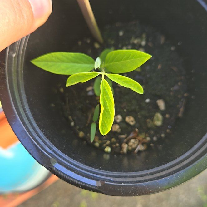 Photo of the plant species Butterfly Pea Vine by @PetPoisonbulb named Osmo on Greg, the plant care app